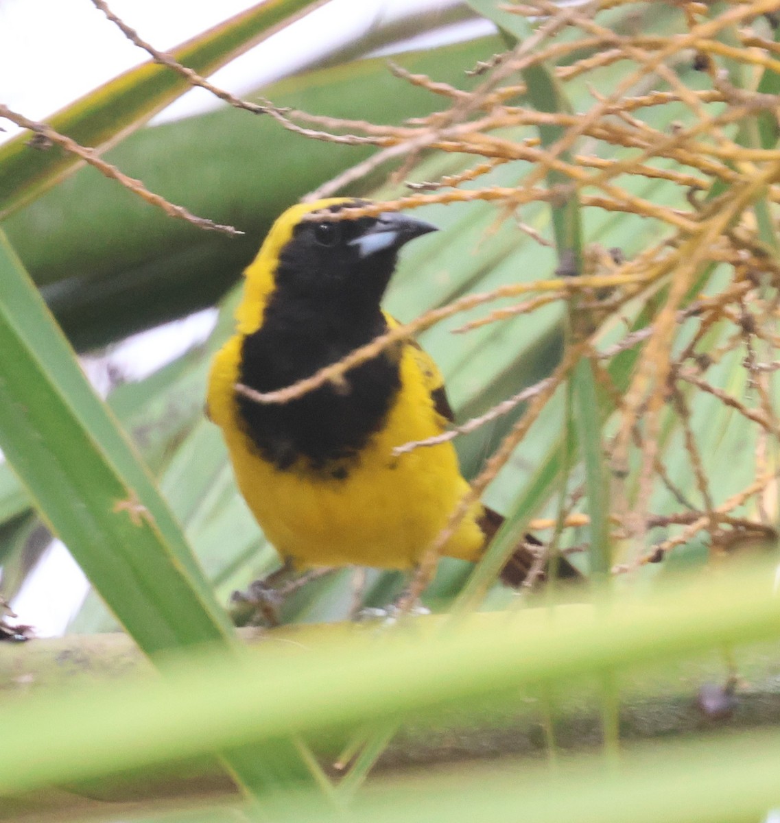 Black-cowled Oriole - ML638108607