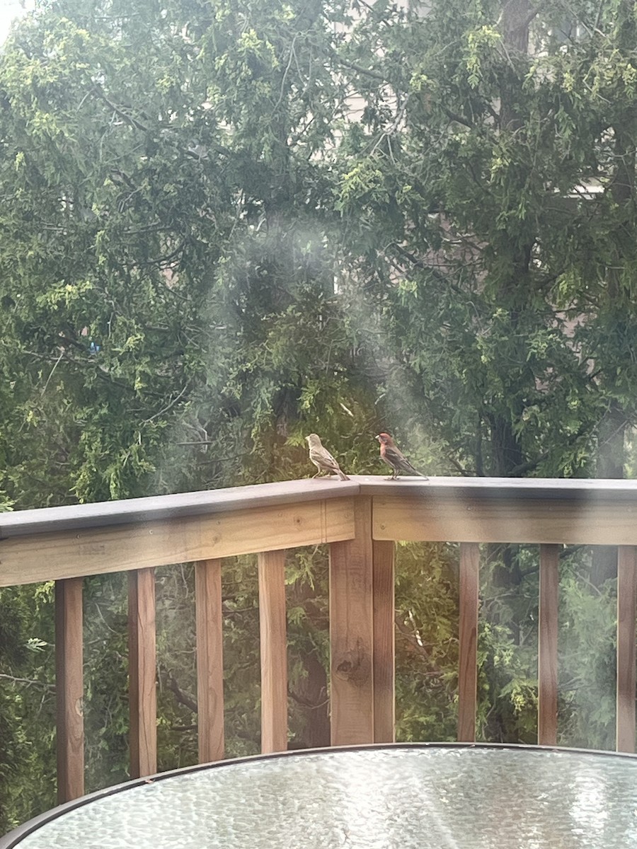 House Finch - ML638108642