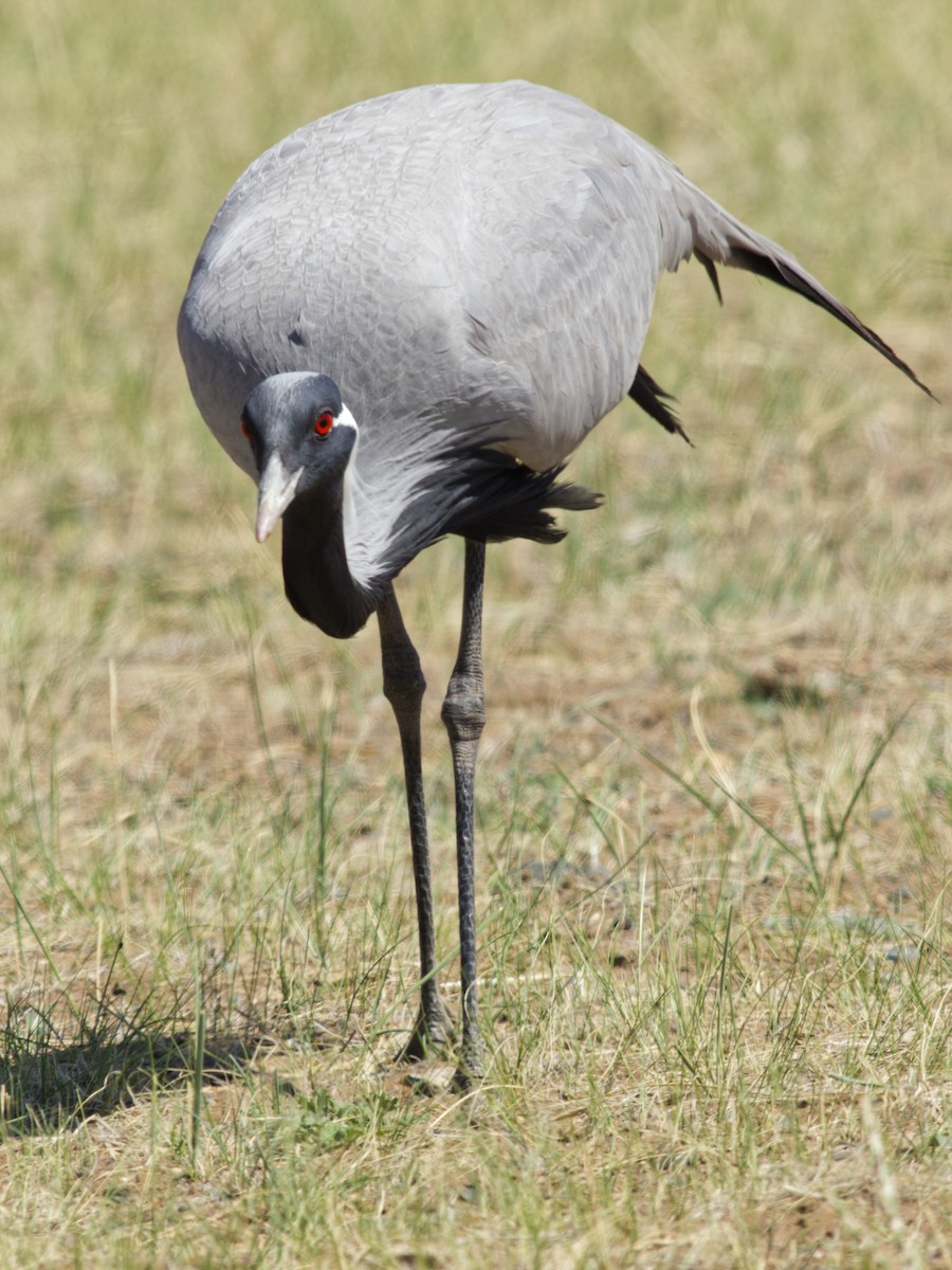 Demoiselle Crane - ML638108648