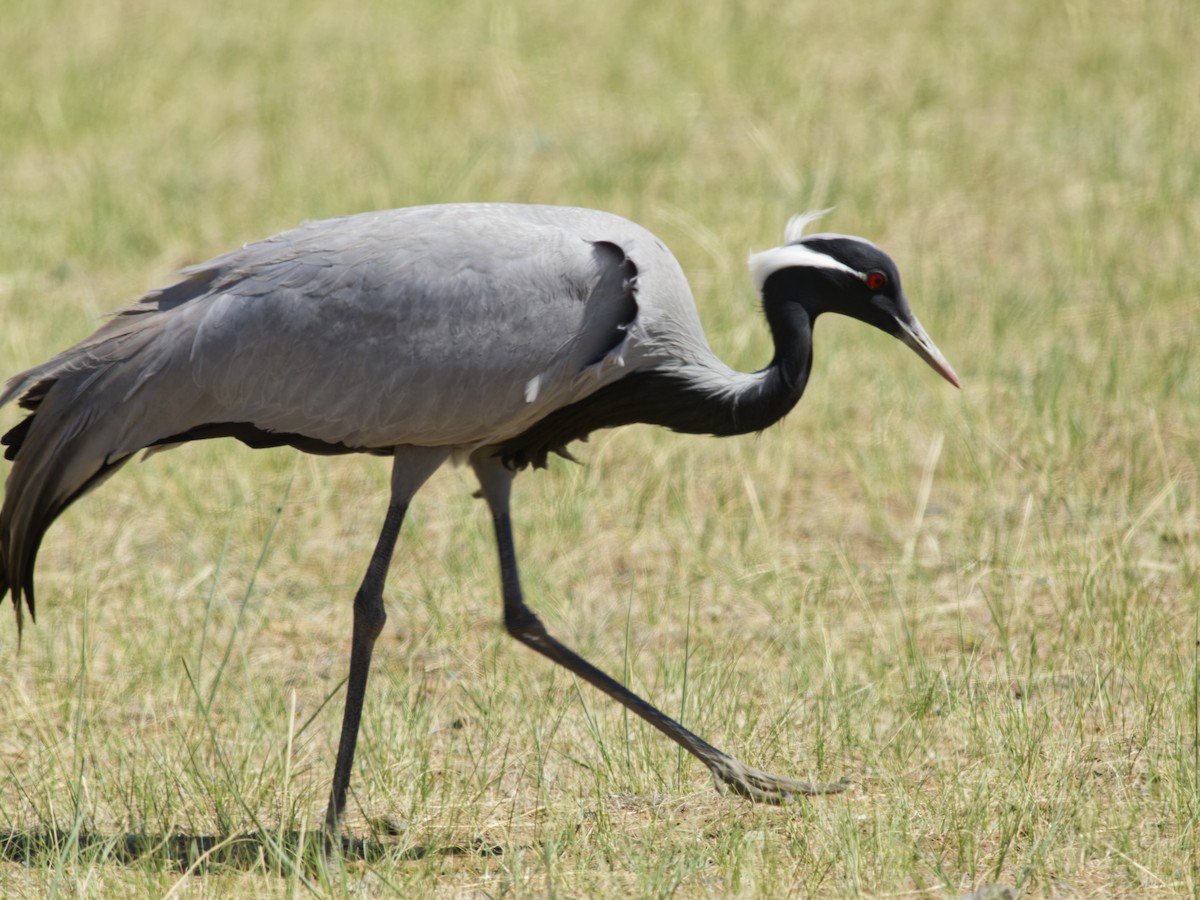 Demoiselle Crane - ML638108650