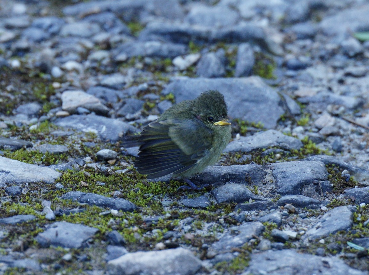 Yellow-browed Tit - ML638108653