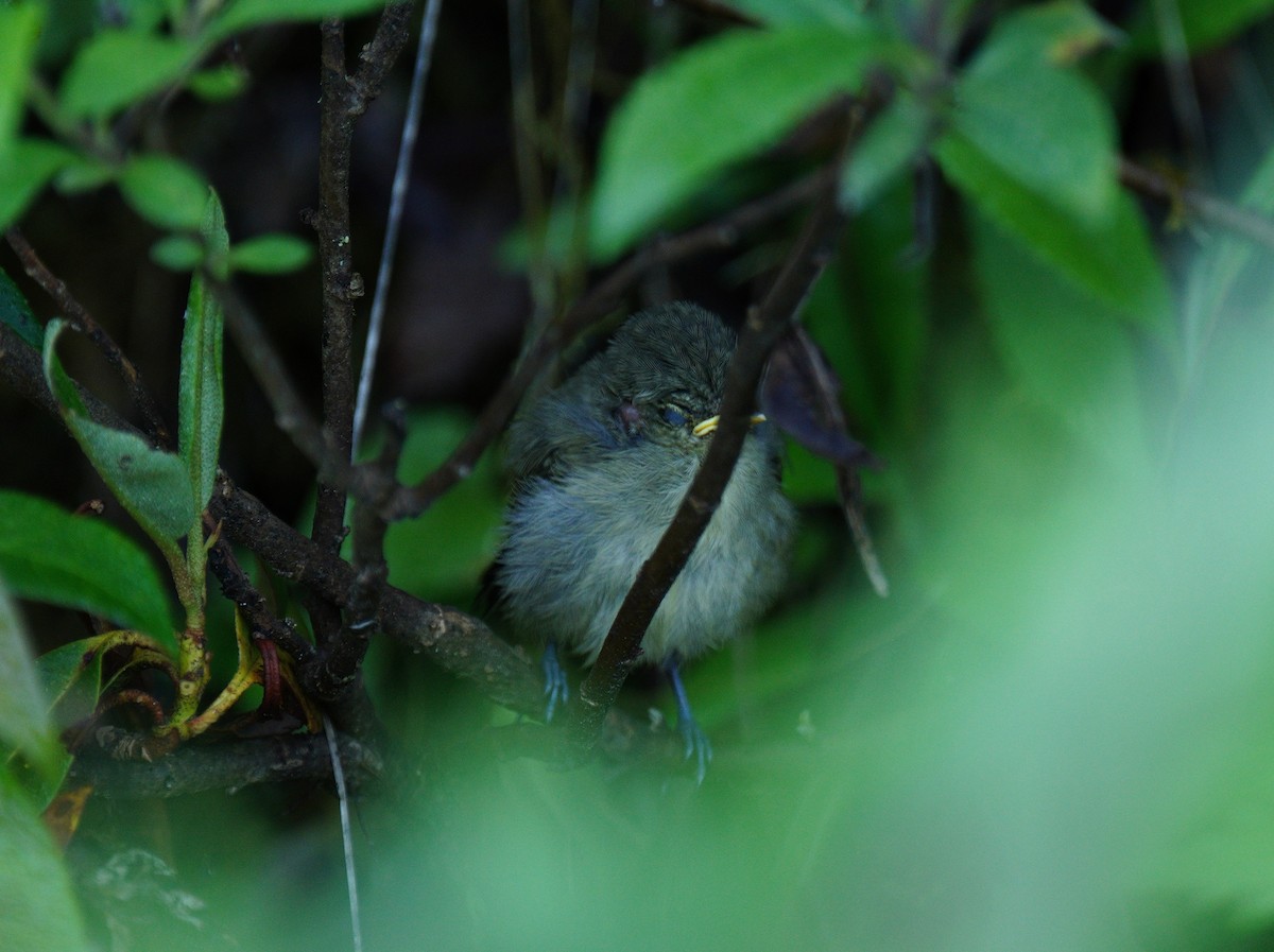 Yellow-browed Tit - ML638108654