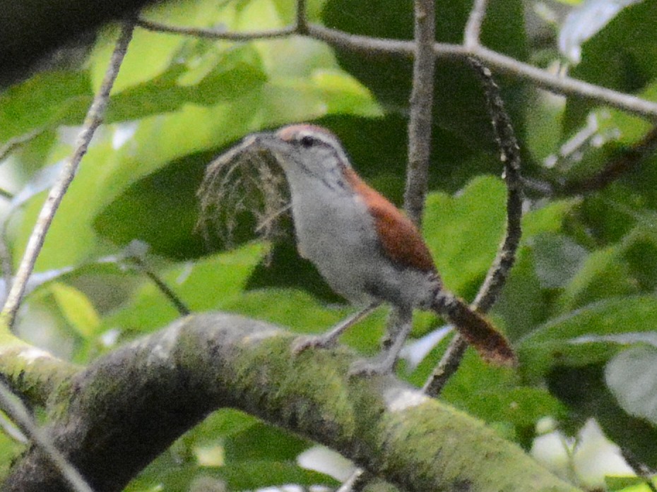 Rufous-and-white Wren - ML638108667