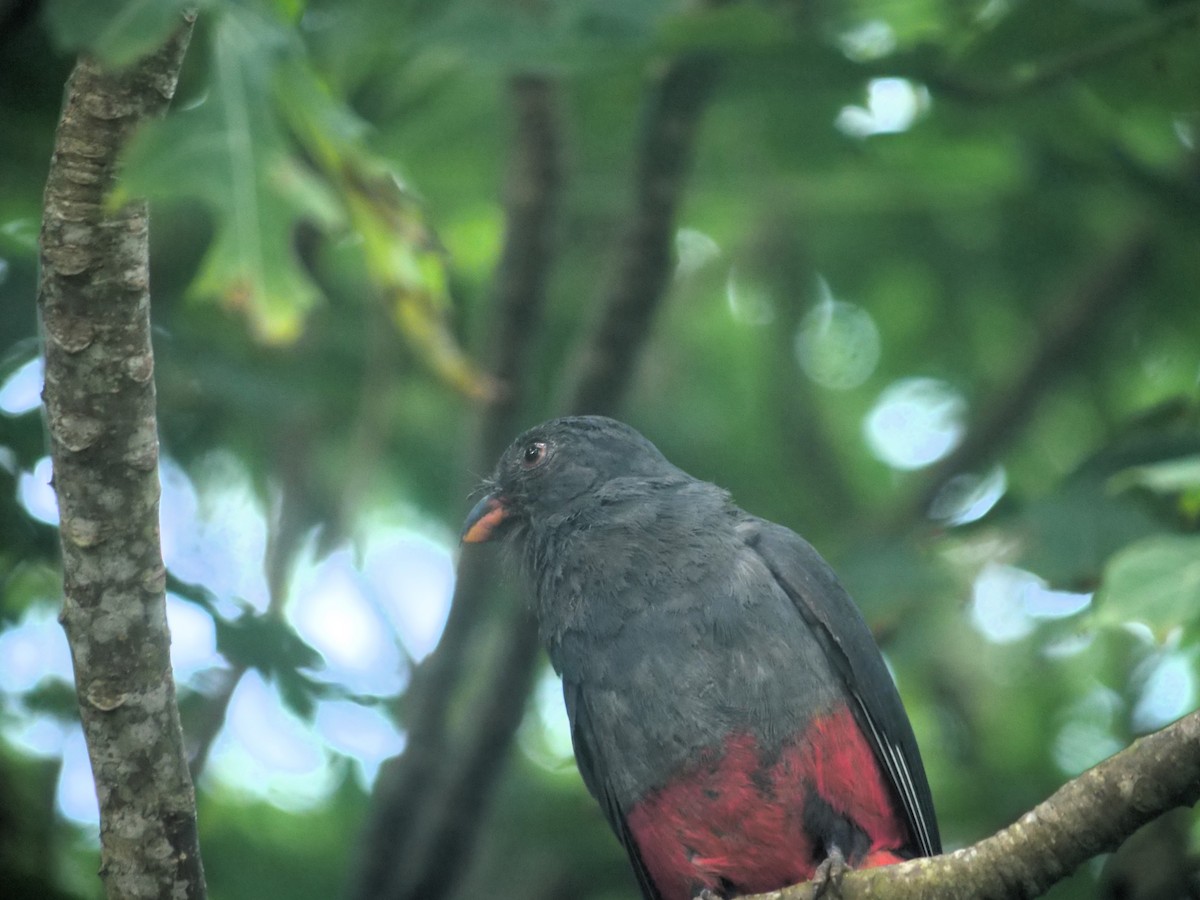 Slaty-tailed Trogon - ML638108729