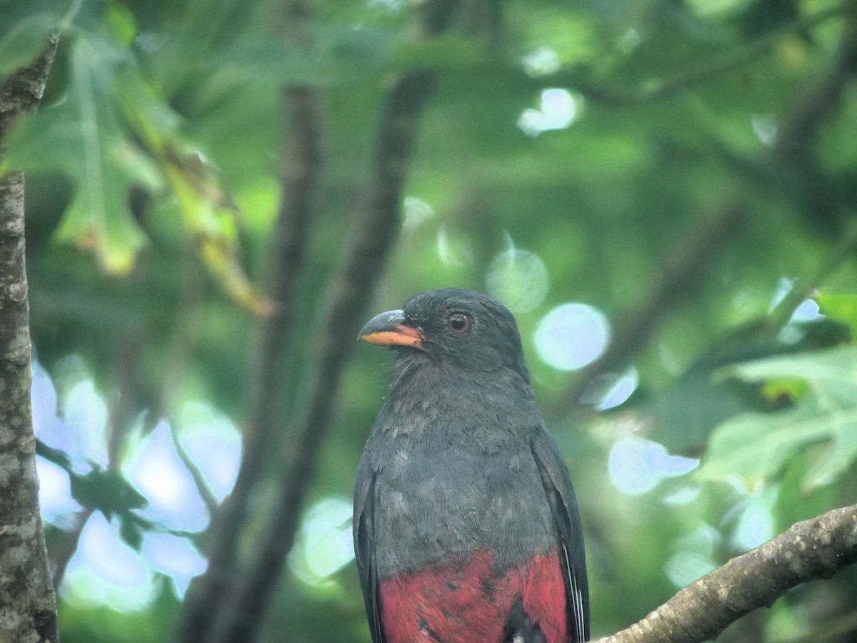 Slaty-tailed Trogon - ML638108730