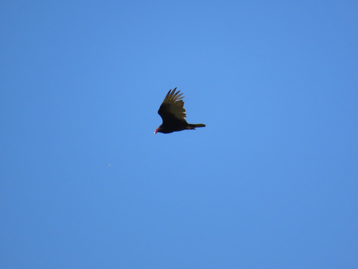 Turkey Vulture - ML638108764