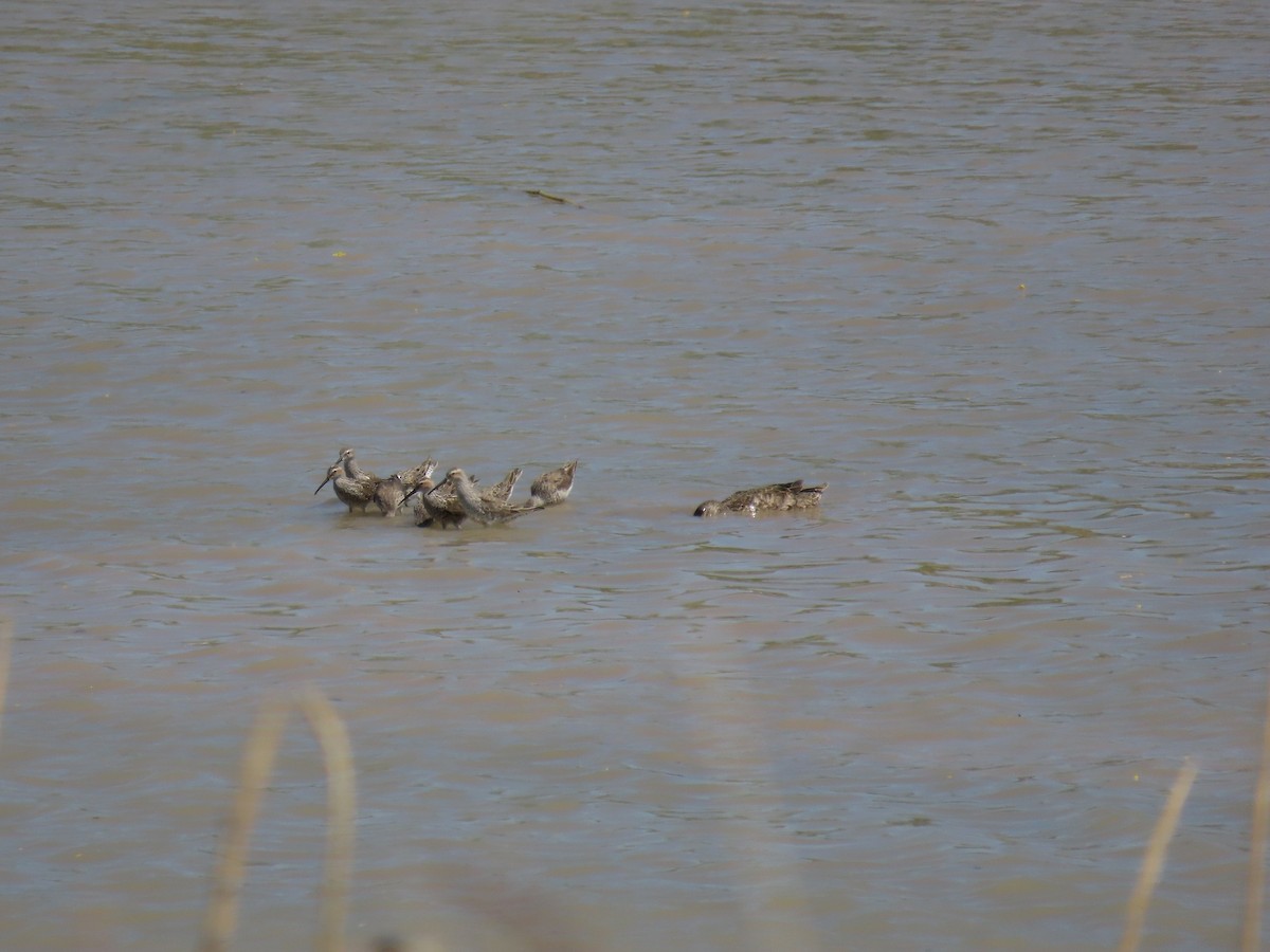 Stilt Sandpiper - ML638108788