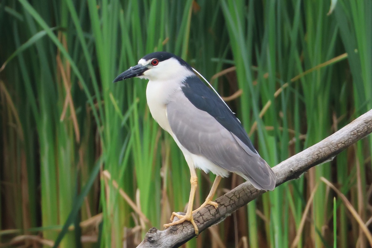 Black-crowned Night Heron - ML638108790