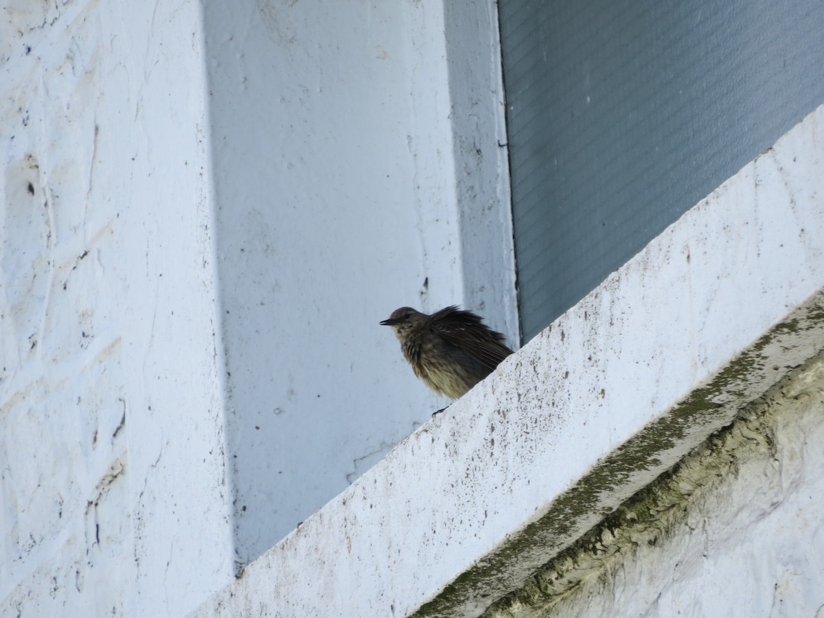 Rock Pipit - ML638108920