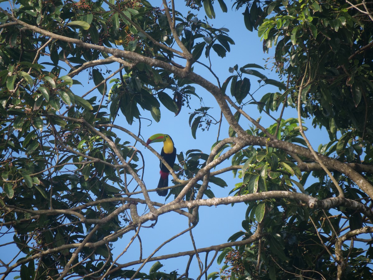 Keel-billed Toucan - ML638108924