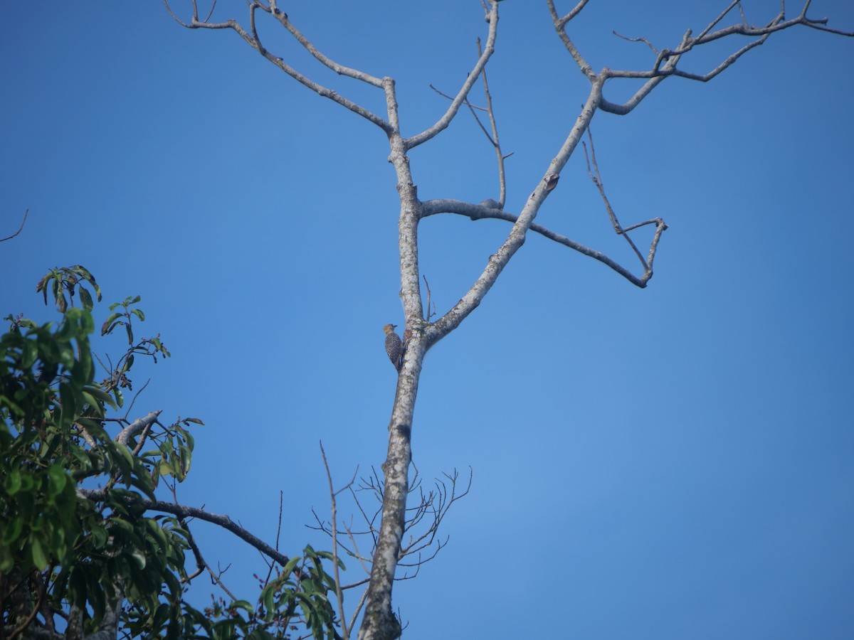 Hoffmann's Woodpecker - ML638108930