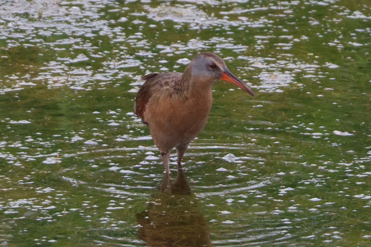 Virginia Rail - ML638108933
