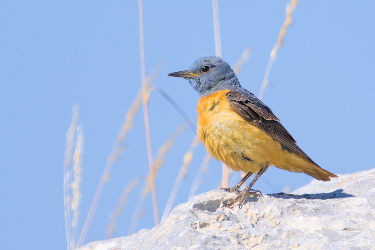 Rufous-tailed Rock-Thrush - ML638108948