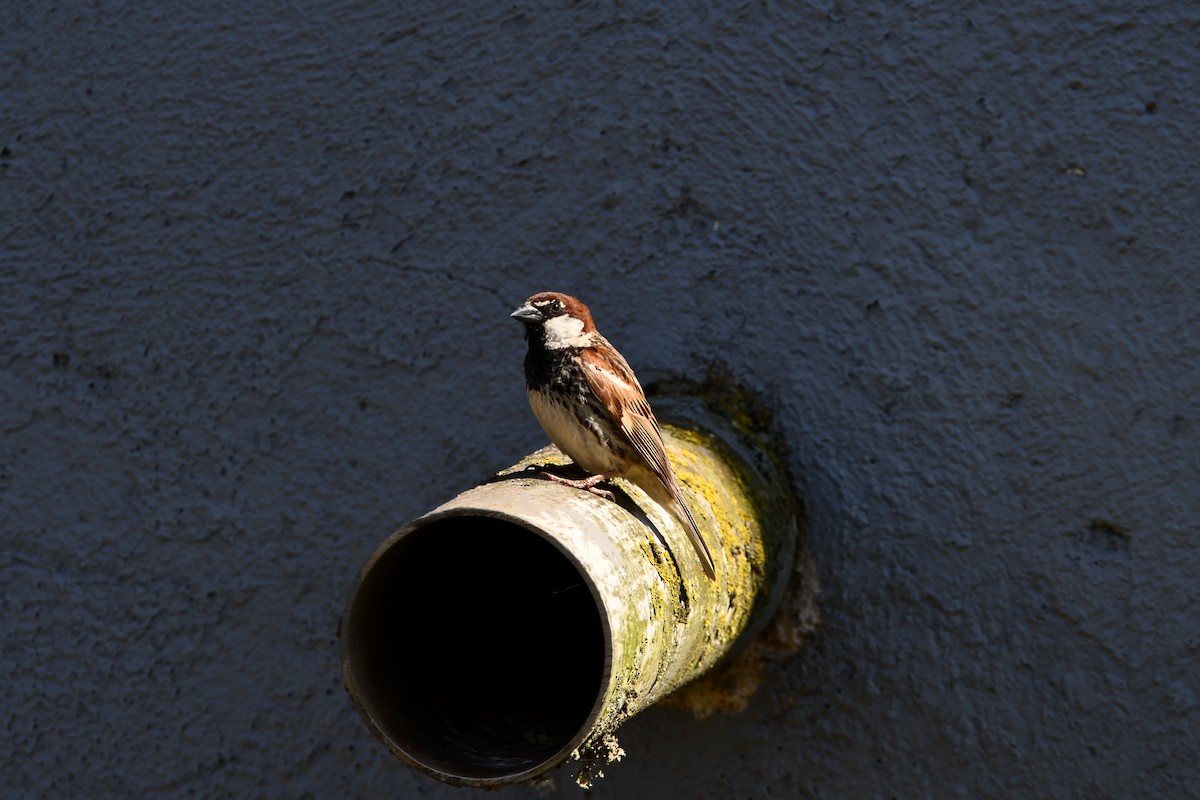 Spanish Sparrow - ML638109071
