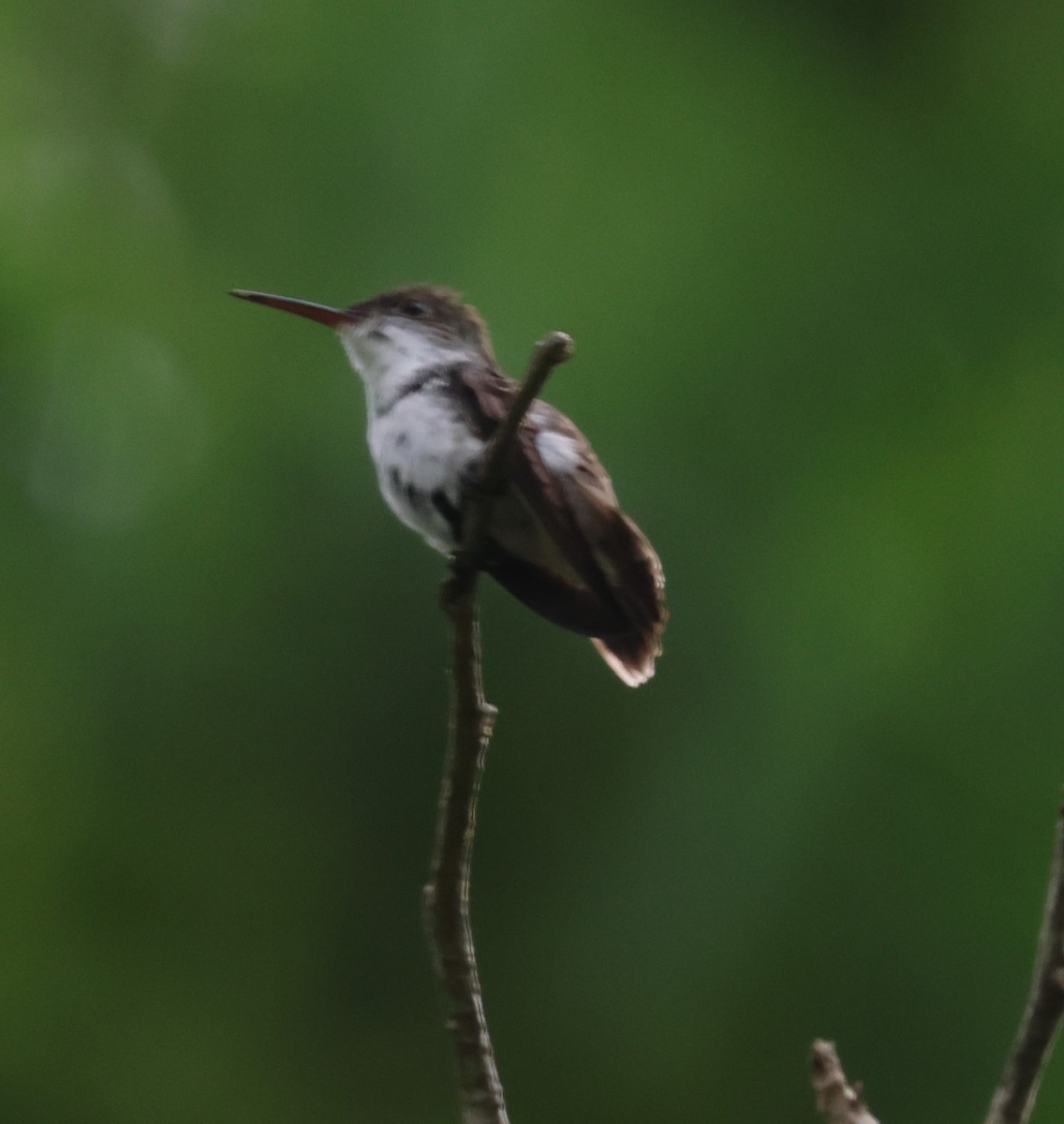 White-bellied Emerald - ML638109073