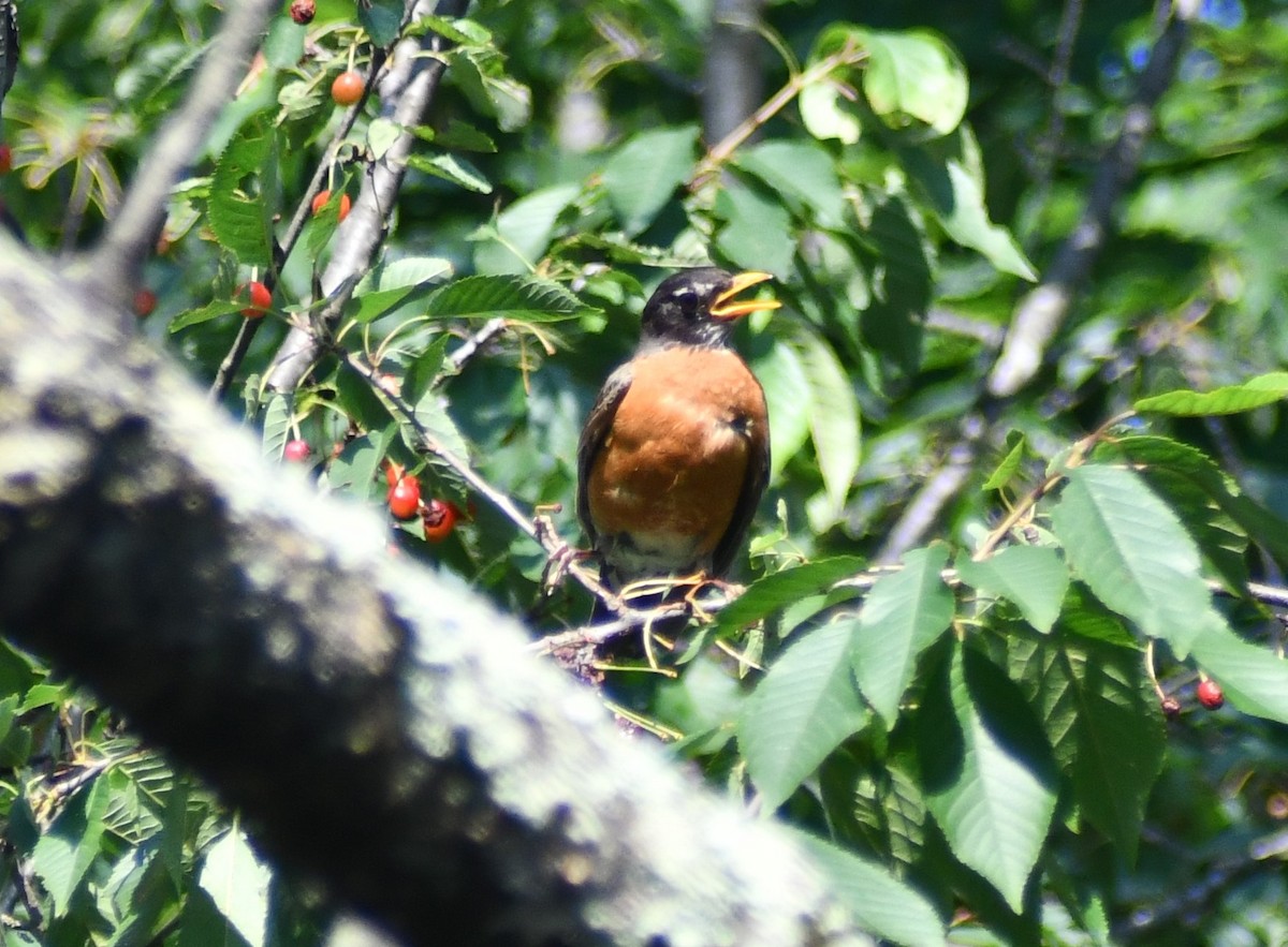 American Robin - ML638109074
