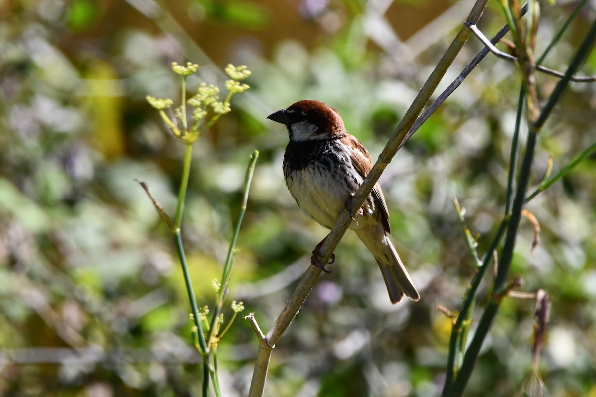 Spanish Sparrow - ML638109077