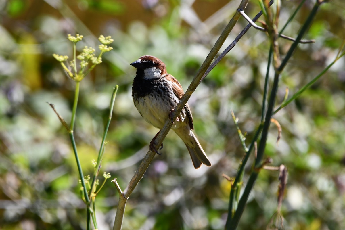 Spanish Sparrow - ML638109078