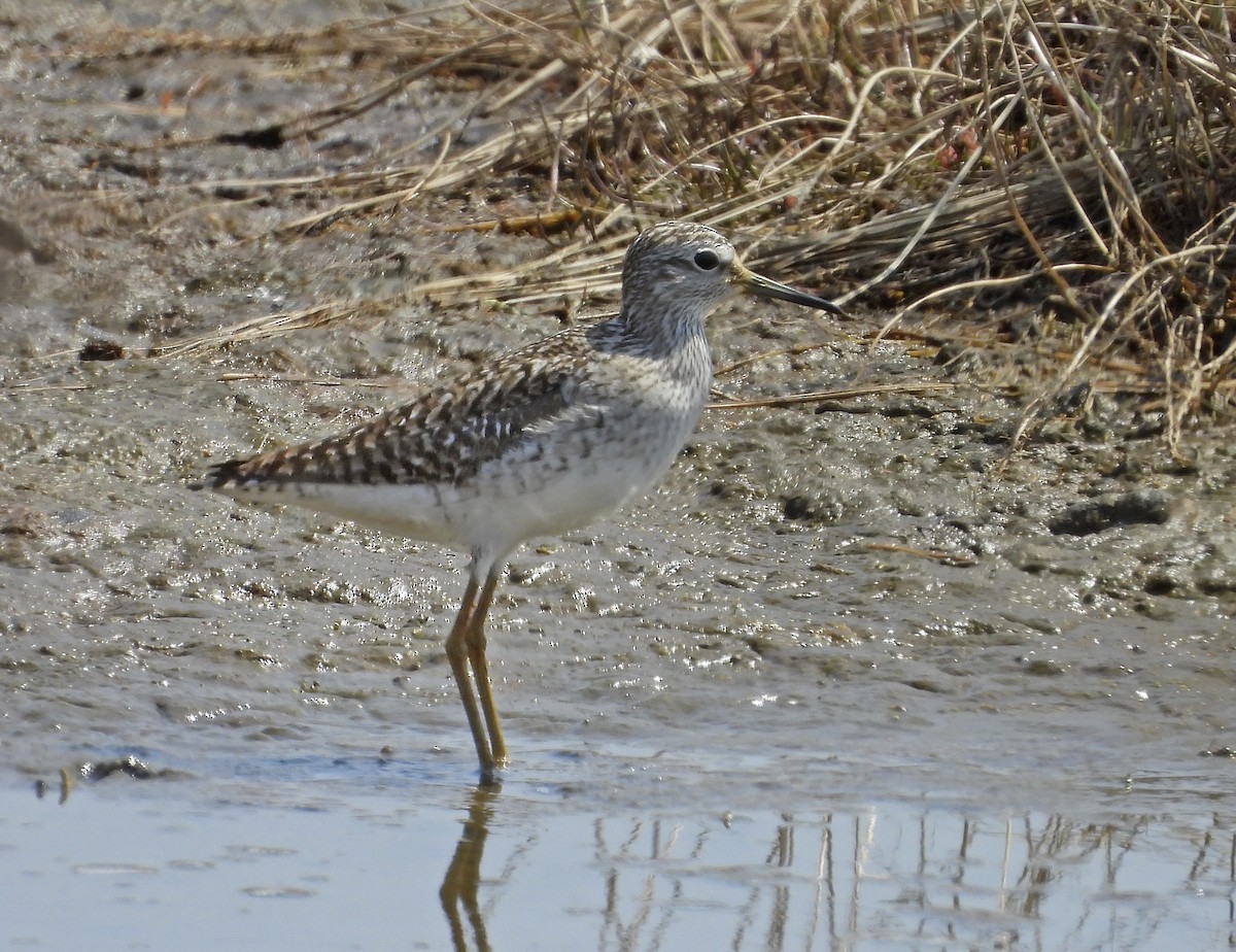 Wood Sandpiper - ML638109120