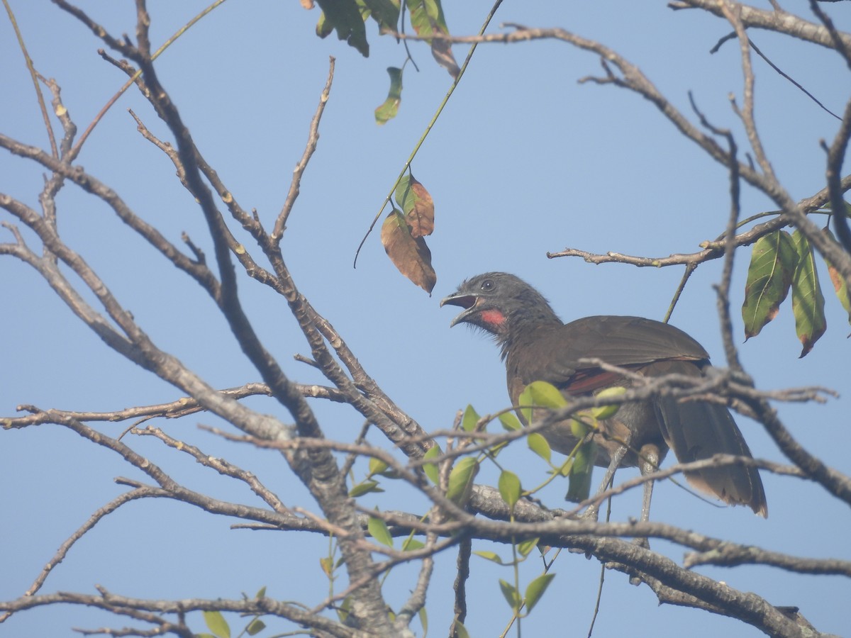 Gray-headed Chachalaca - ML638109147