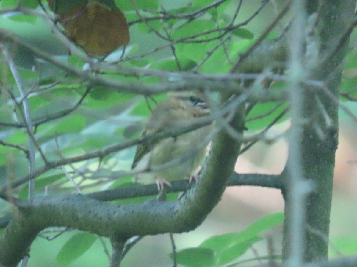 Paruline vermivore - ML638109210