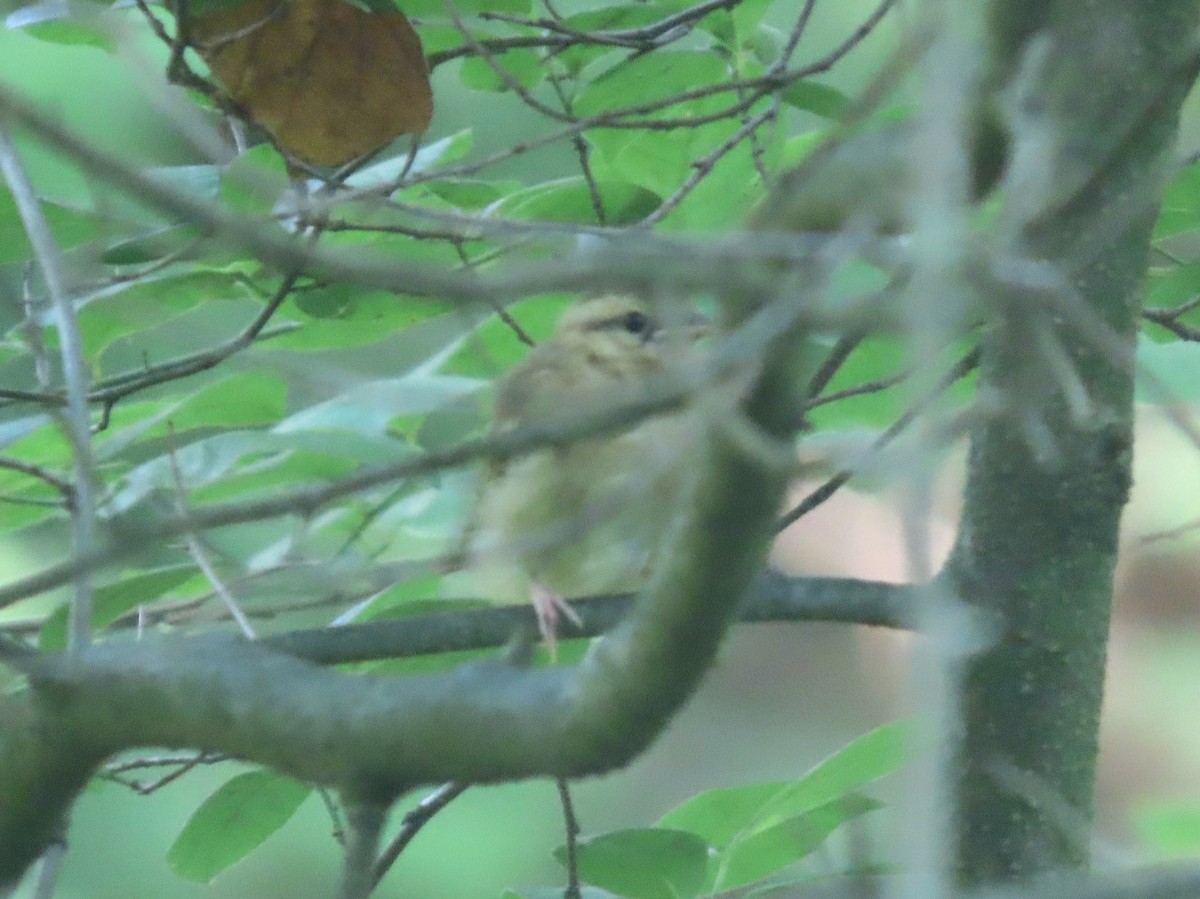 Paruline vermivore - ML638109212