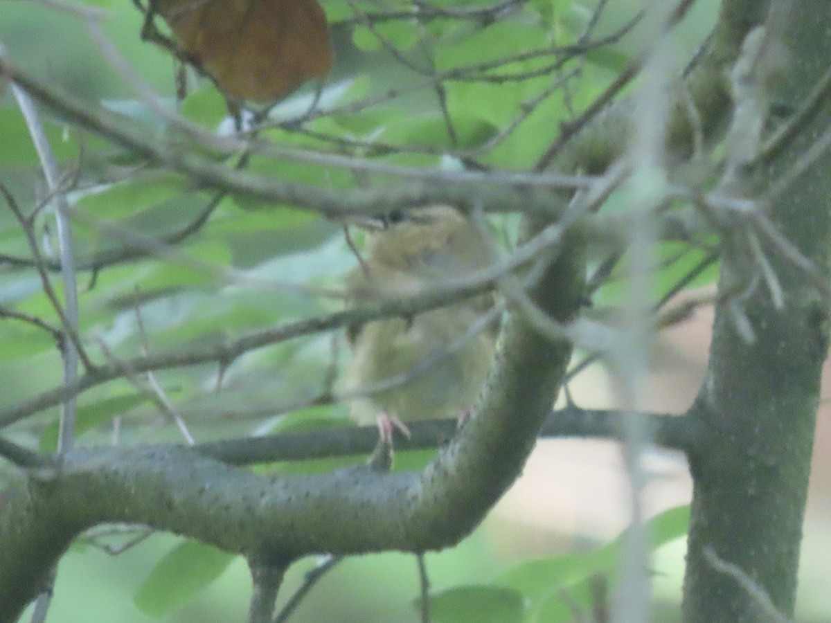 Paruline vermivore - ML638109213