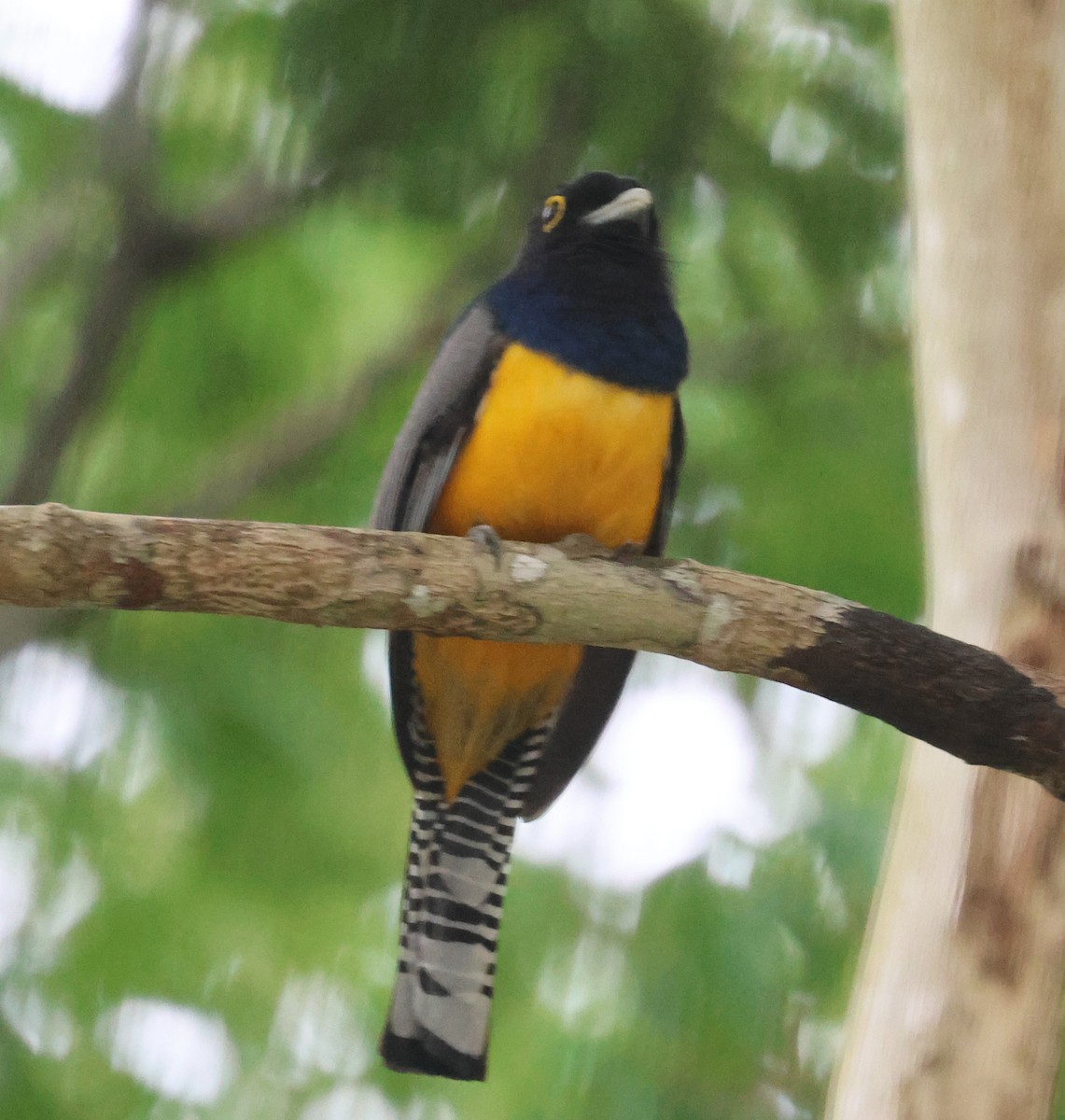 Gartered Trogon - ML638109225