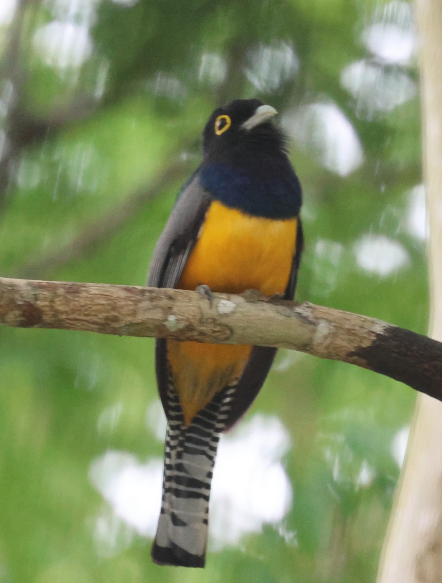 Gartered Trogon - ML638109226
