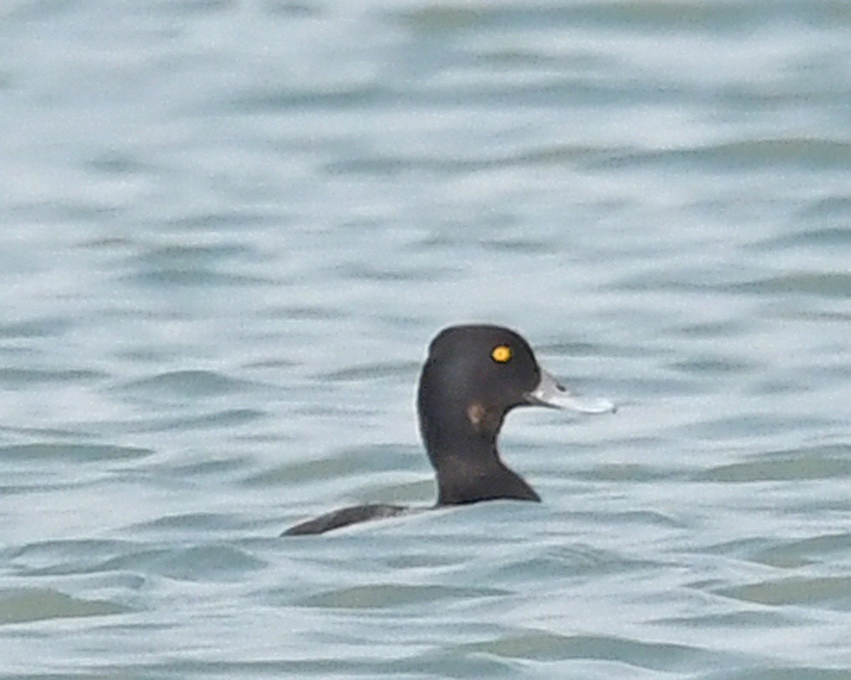 Greater/Lesser Scaup - ML638109238