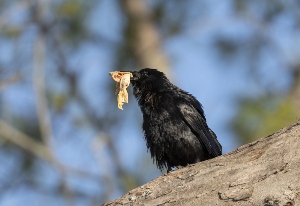 Fish Crow - ML638109265