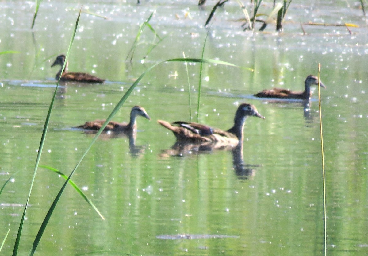 Wood Duck - ML638109282
