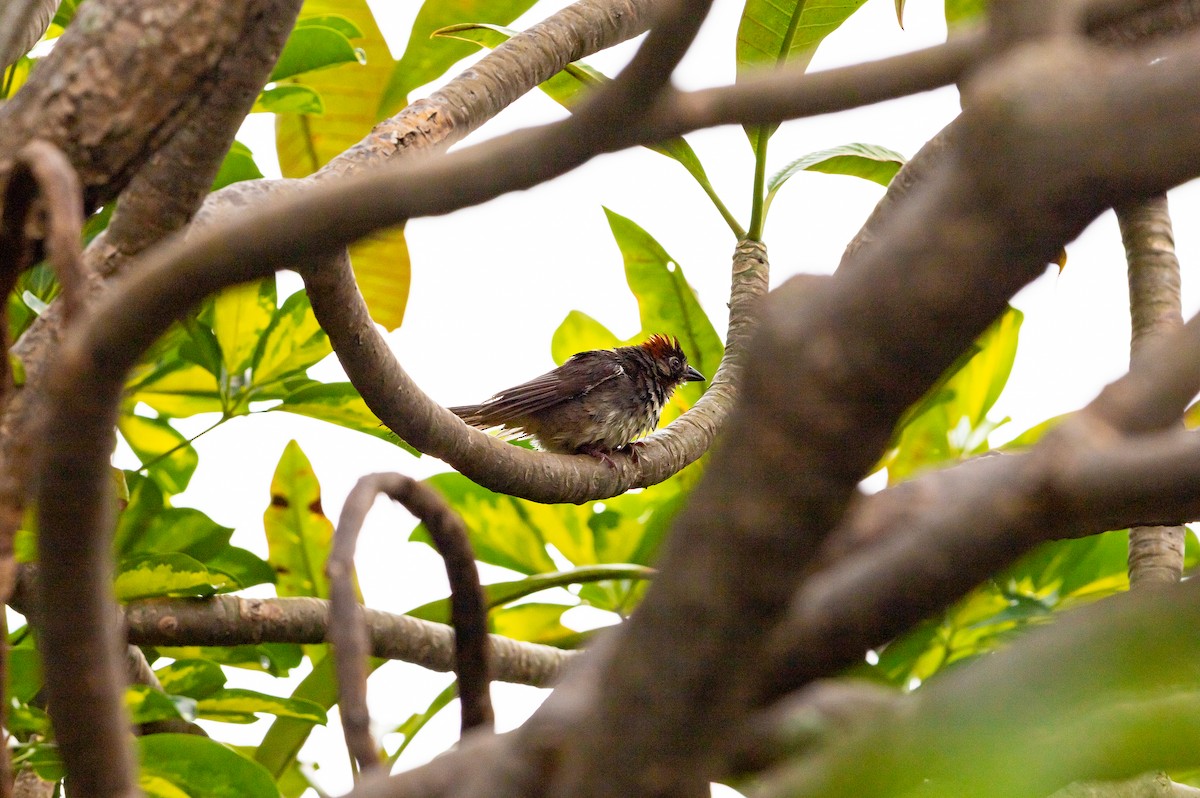 Rusty-crowned Ground-Sparrow - ML638109287