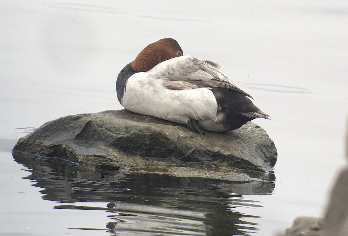 Canvasback - ML638109336