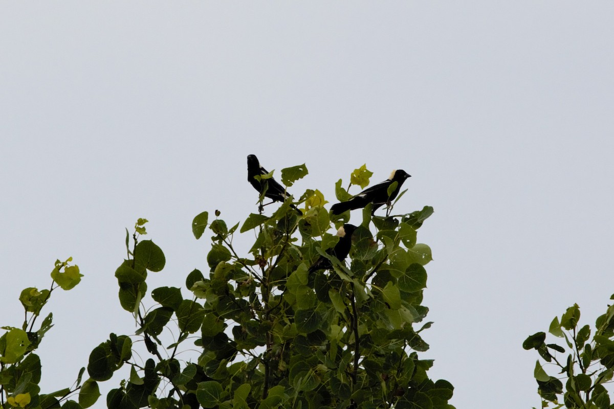 Bobolink - ML638109378