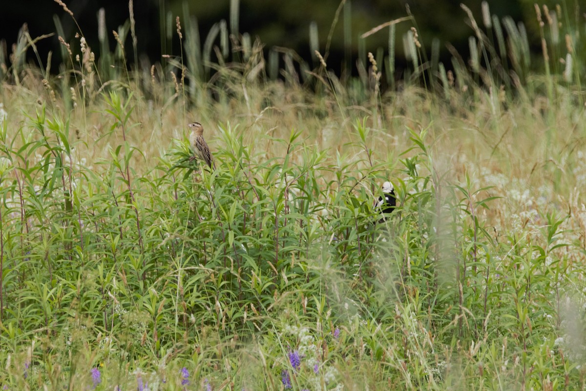 Bobolink - ML638109379