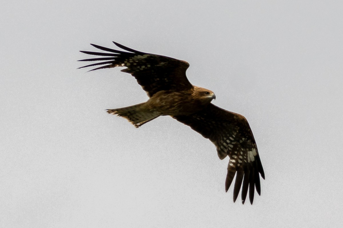 Black Kite (Black-eared) - ML638109396