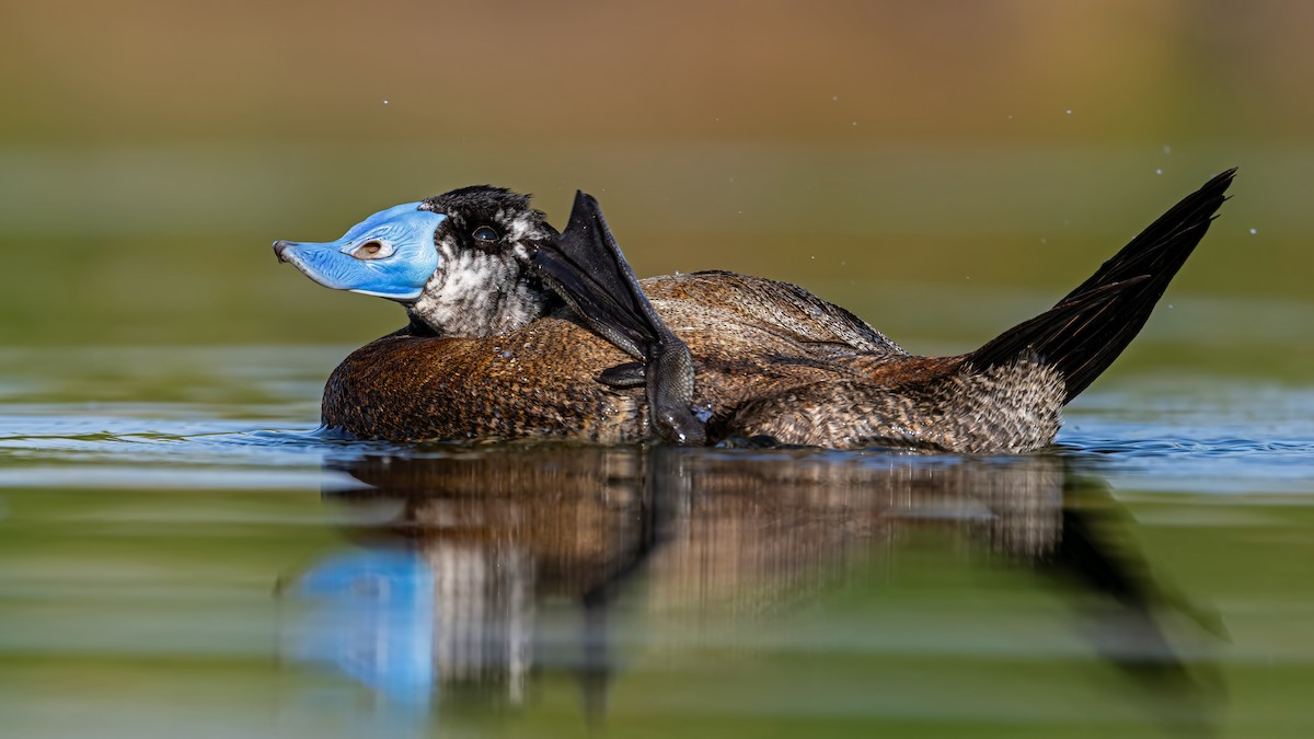 White-headed Duck - ML638109408