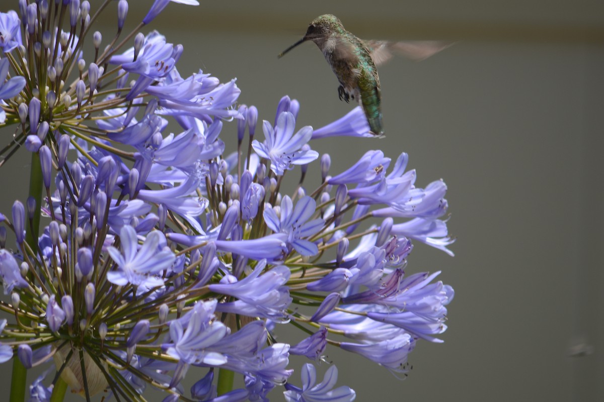 kalypta růžovohlavá - ML638109464