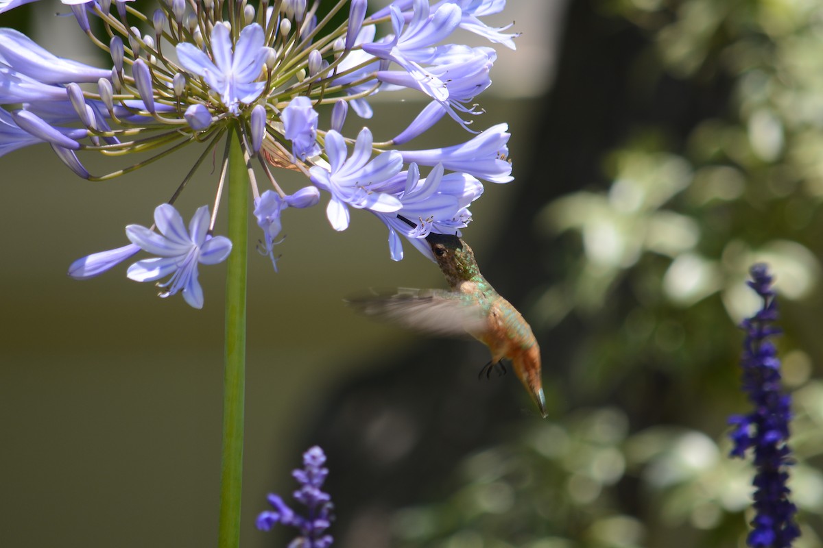 kalypta Allenova - ML638109467