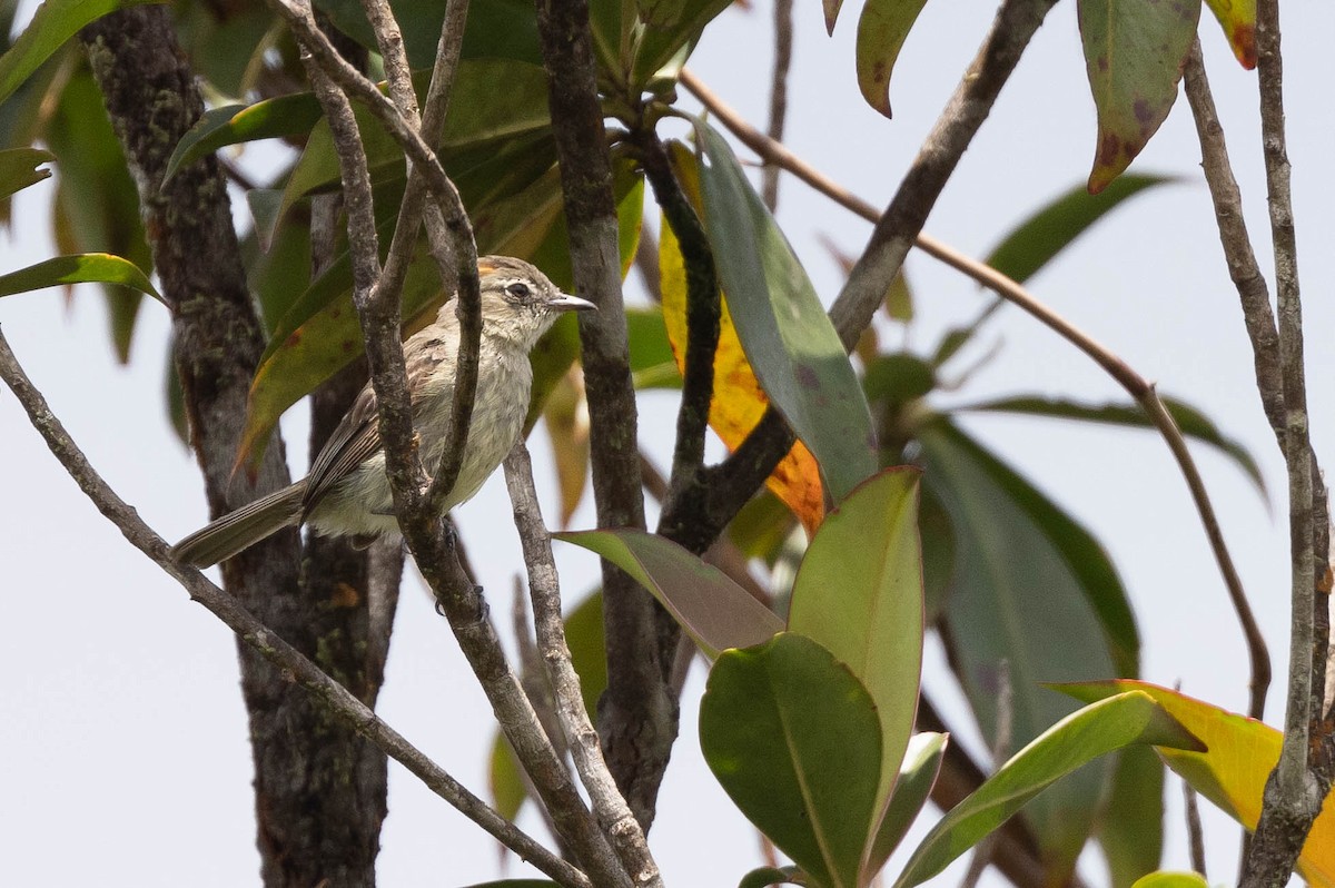 Rufous-crowned Elaenia - ML638109468