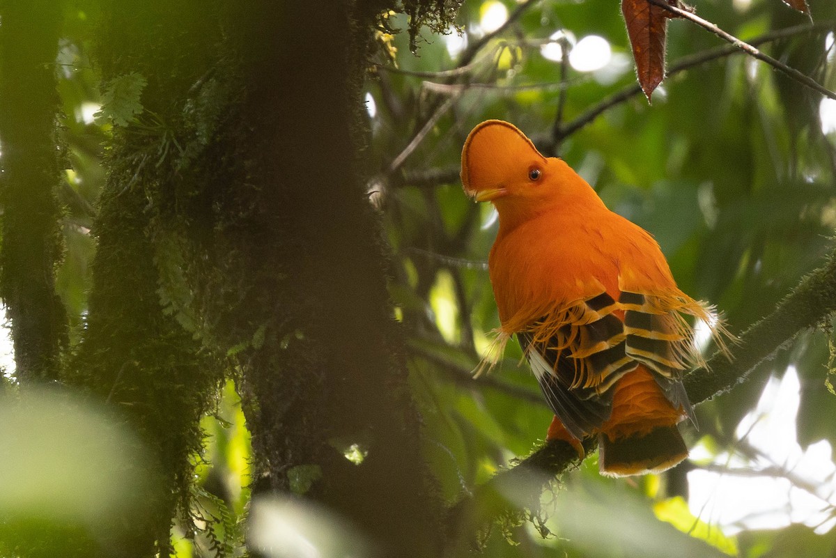 Guianan Cock-of-the-rock - ML638109486