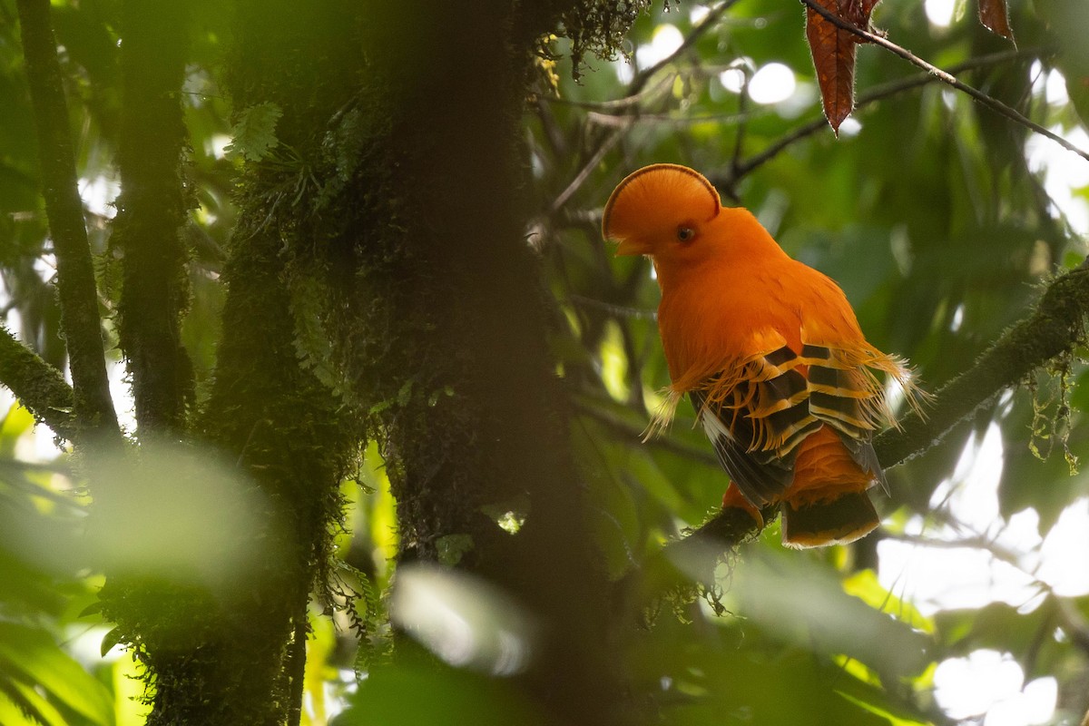 Guianan Cock-of-the-rock - ML638109489