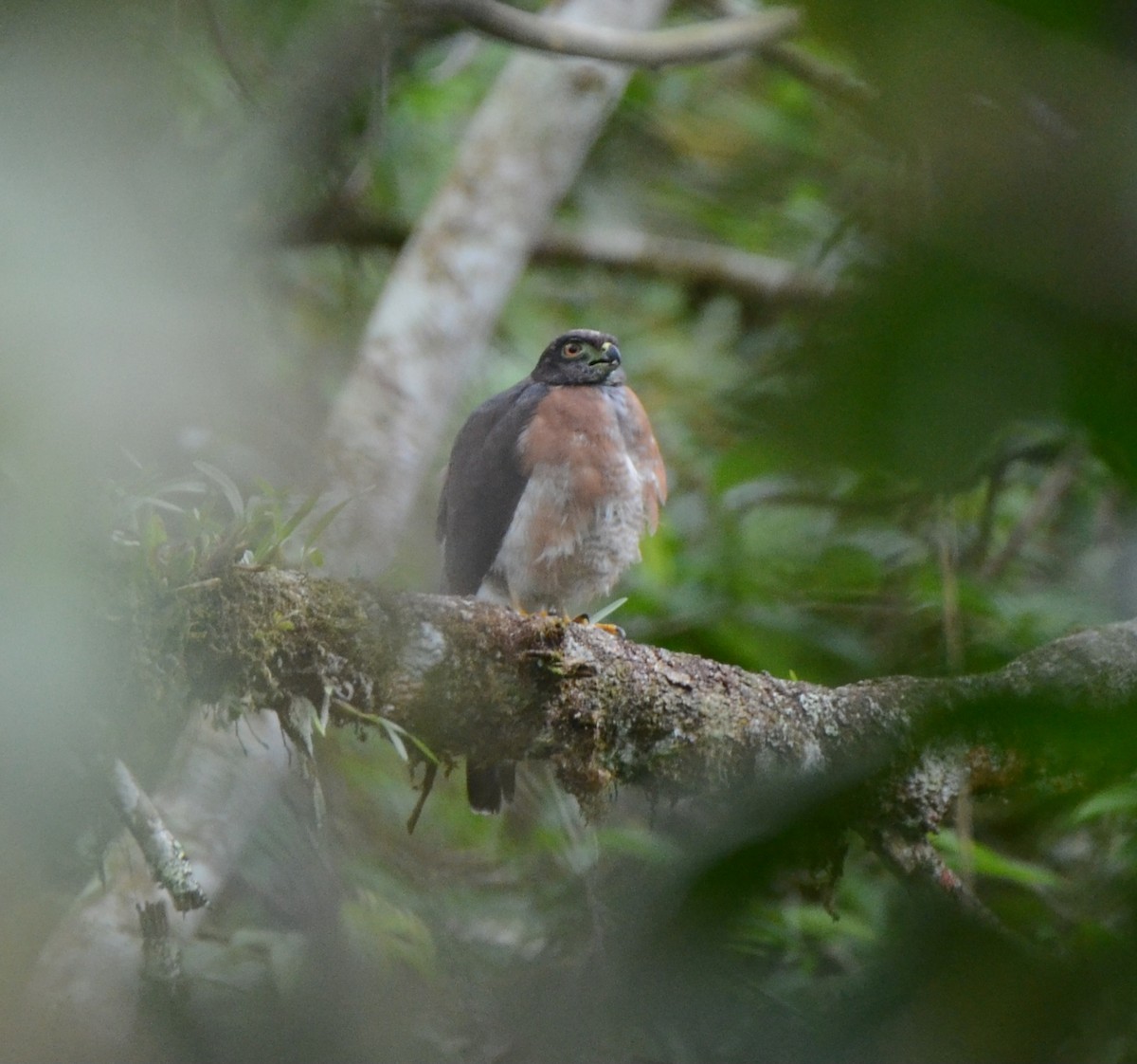 Sharp-shinned Hawk (Plain-breasted) - ML638109507