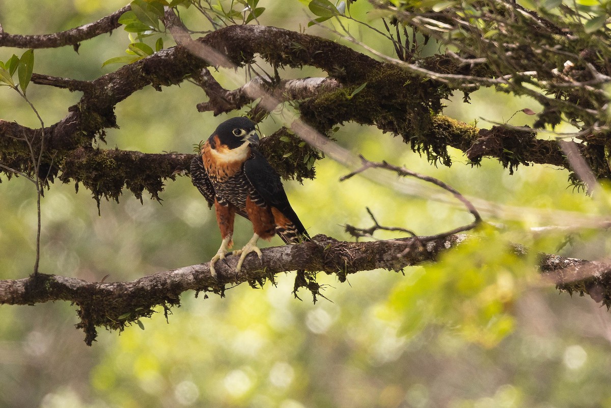 Orange-breasted Falcon - ML638109509