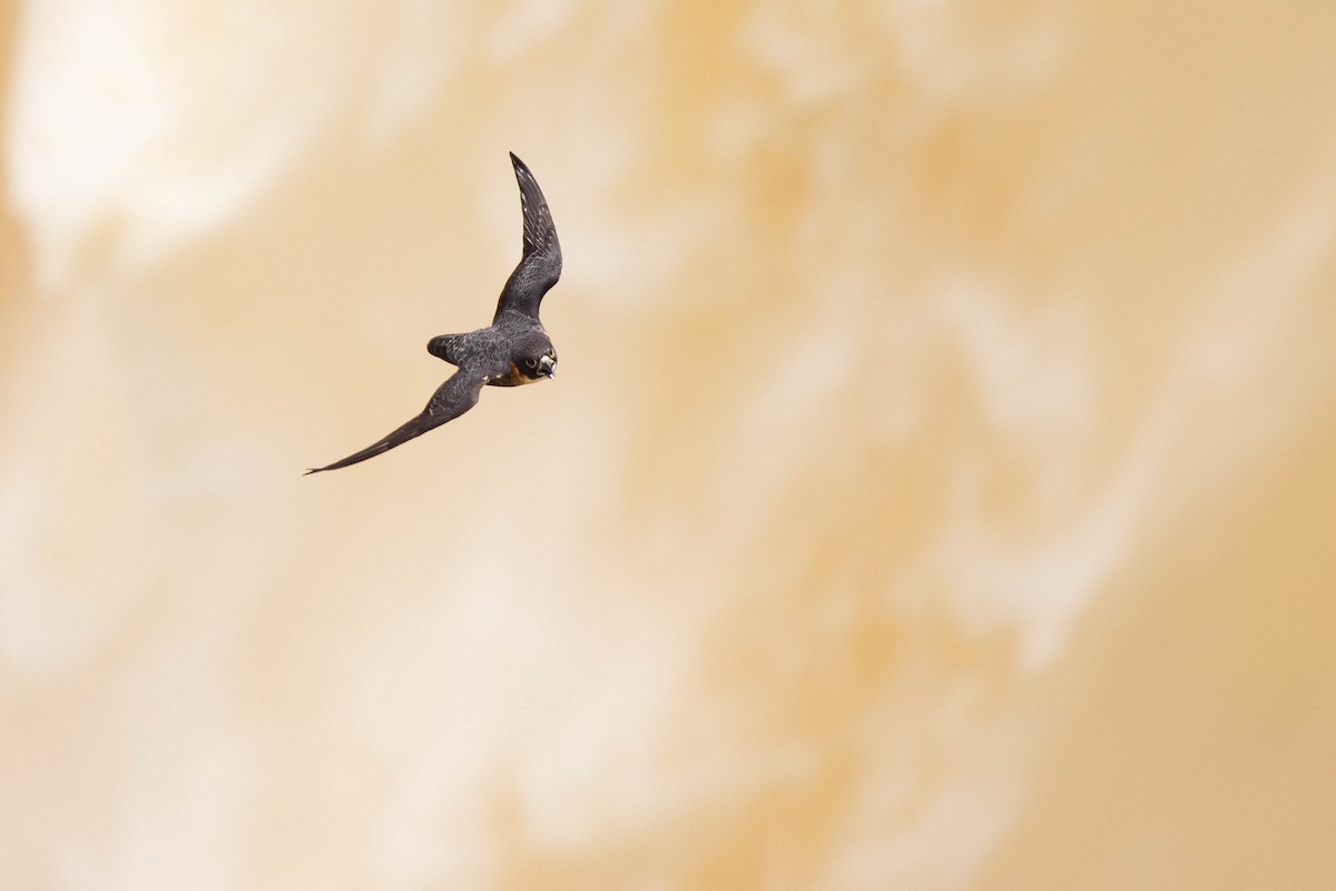 Orange-breasted Falcon - ML638109520