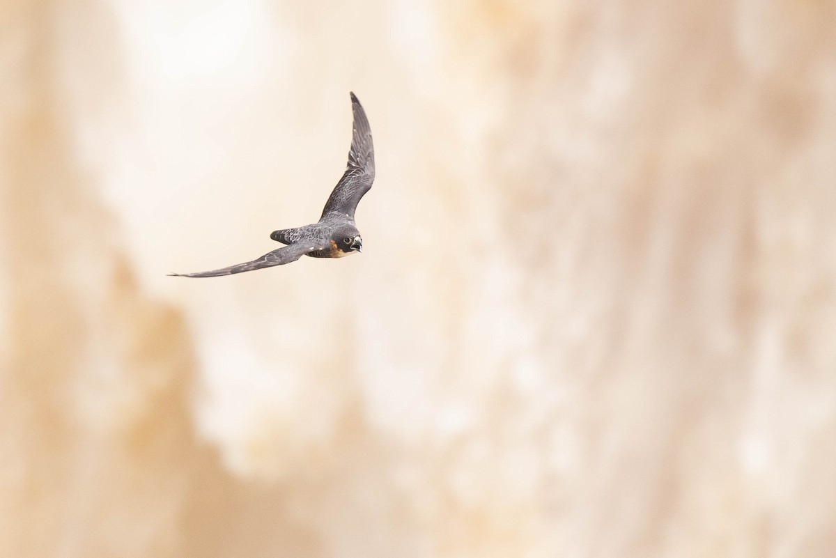Orange-breasted Falcon - ML638109527