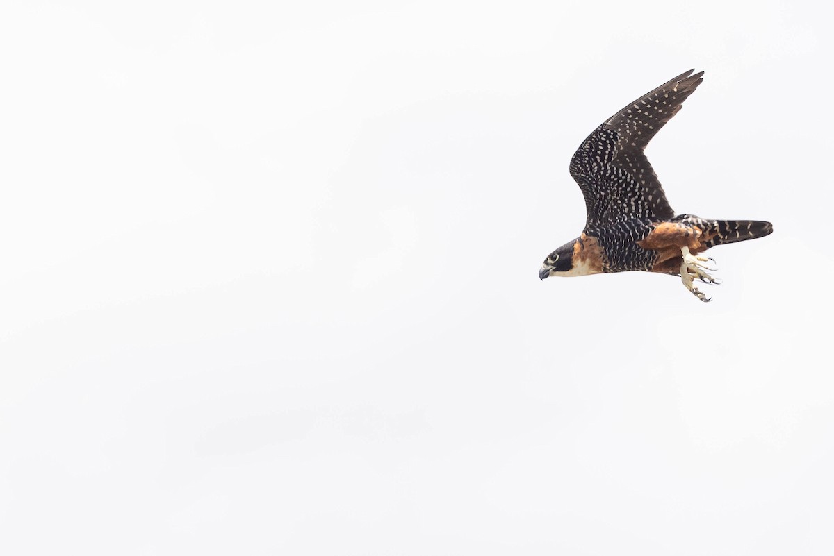 Orange-breasted Falcon - ML638109531