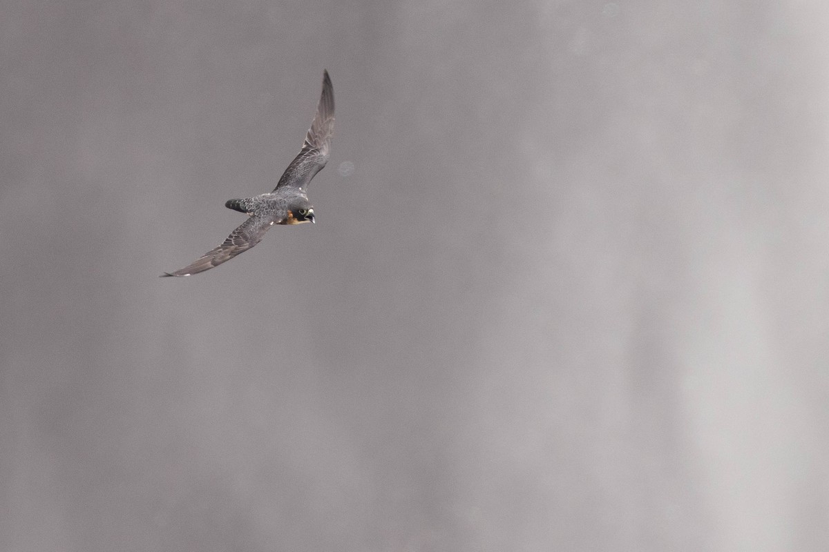 Orange-breasted Falcon - ML638109536