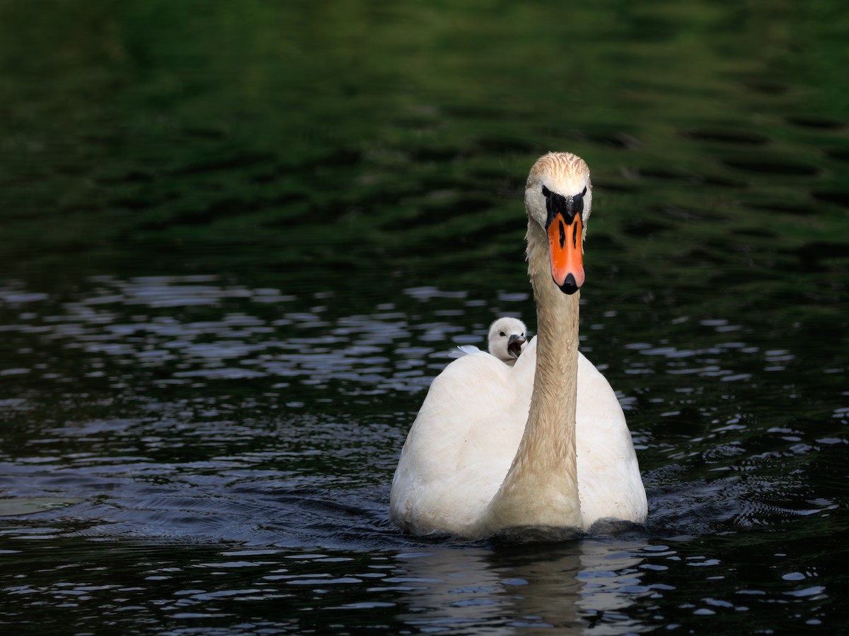 Mute Swan - ML638109548